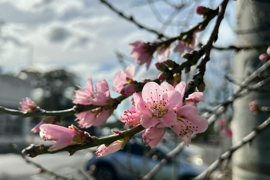 A few twigs with blossoms spilling over a nature strip. A car, road and house are visible in the background.