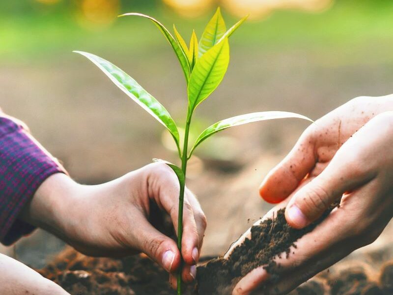 Two people, only their hands visible, are planting a sapling in the soil.