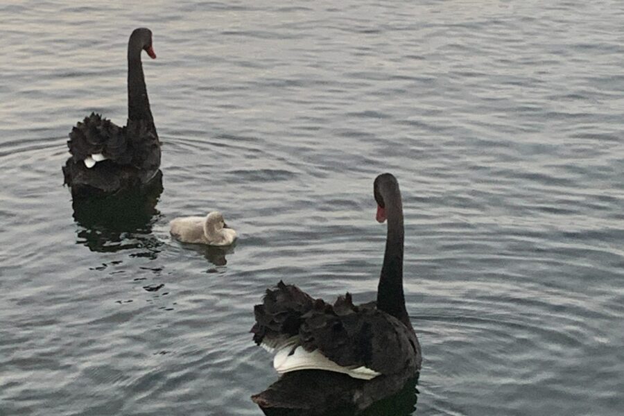 Swans swimming at Sanctuary Lakes