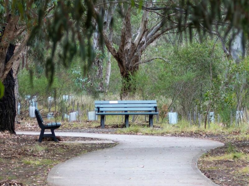 A bottle-green park bench, alongside a footpath lined with eucalypt trees